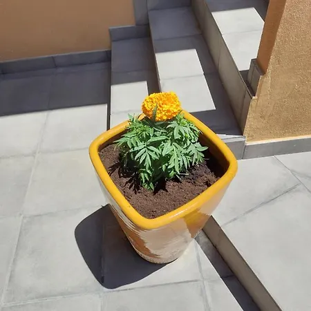 O Cantinho Do Sol