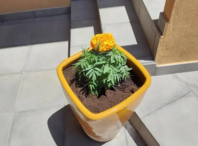 O Cantinho Do Sol